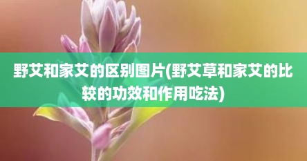 野艾和家艾的区别图片(野艾草和家艾的比较的功效和作用吃法)