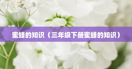 蜜蜂的知识（三年级下册蜜蜂的知识）