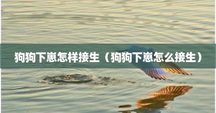 狗狗下崽怎样接生（狗狗下崽怎么接生）