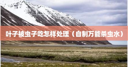 叶子被虫子吃怎样处理（自制万能杀虫水）
