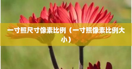 一寸照尺寸像素比例（一寸照像素比例大小）