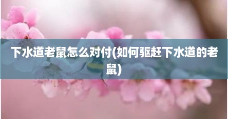 下水道老鼠怎么对付(如何驱赶下水道的老鼠)