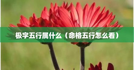 极字五行属什么（命格五行怎么看）