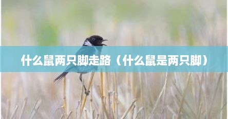 什么鼠两只脚走路（什么鼠是两只脚）