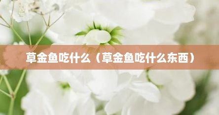 草金鱼吃什么（草金鱼吃什么东西）