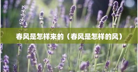春风是怎样来的（春风是怎样的风）