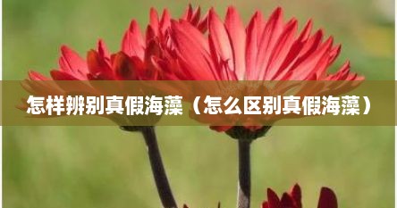 怎样辨别真假海藻（怎么区别真假海藻）