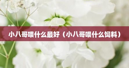 小八哥喂什么最好（小八哥喂什么饲料）
