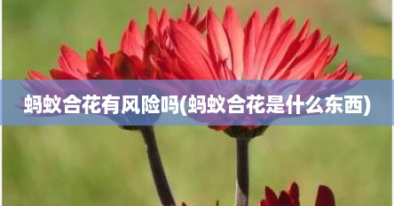 蚂蚁合花有风险吗(蚂蚁合花是什么东西)
