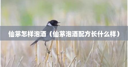 仙茅怎样泡酒（仙茅泡酒配方长什么样）