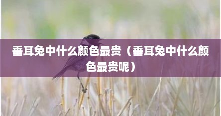垂耳兔中什么颜色最贵（垂耳兔中什么颜色最贵呢）