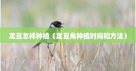 龙豆怎样种植（龙豆角种植时间和方法）