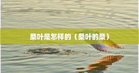 桑叶是怎样的（桑叶的桑）