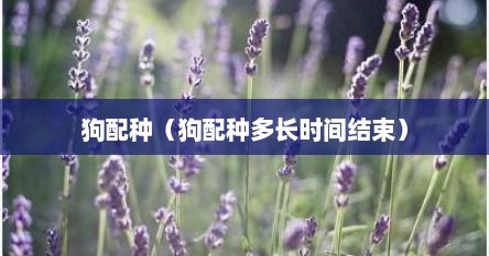 狗配种（狗配种多长时间结束）
