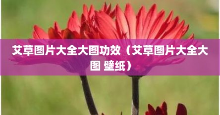 艾草图片大全大图功效（艾草图片大全大图 壁纸）