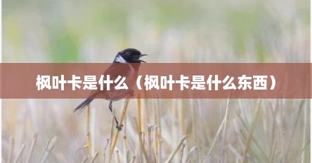 枫叶卡是什么（枫叶卡是什么东西）
