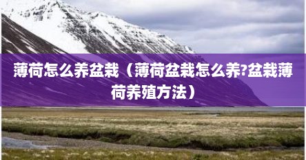 薄荷怎么养盆栽（薄荷盆栽怎么养?盆栽薄荷养殖方法）