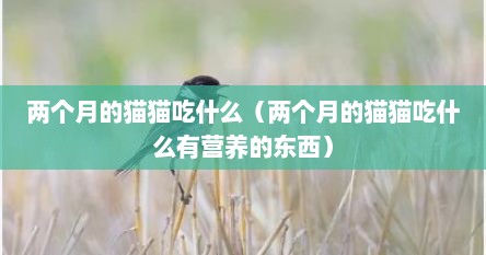 两个月的猫猫吃什么（两个月的猫猫吃什么有营养的东西）