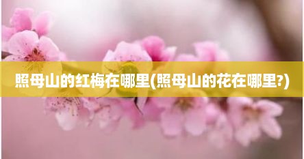 照母山的红梅在哪里(照母山的花在哪里?)