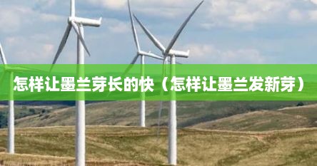 怎样让墨兰芽长的快（怎样让墨兰发新芽）