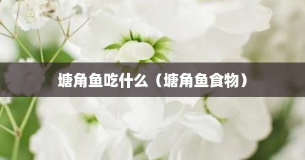 塘角鱼吃什么（塘角鱼食物）