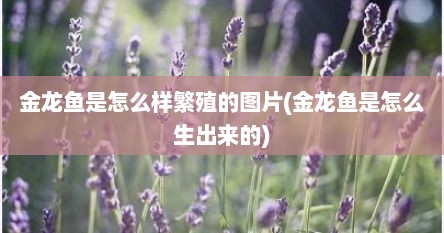 金龙鱼是怎么样繁殖的图片(金龙鱼是怎么生出来的)