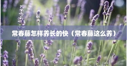 常春藤怎样养长的快（常春藤这么养）