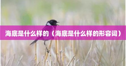 海底是什么样的（海底是什么样的形容词）