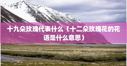 十九朵玫瑰代表什么（十二朵玫瑰花的花语是什么意思）