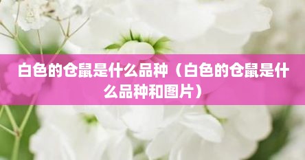 白色的仓鼠是什么品种（白色的仓鼠是什么品种和图片）