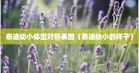 泰迪幼小体型对照表图（泰迪幼小的样子）