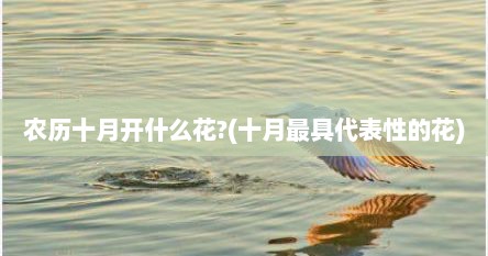 农历十月开什么花?(十月最具代表性的花)
