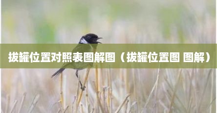 拔罐位置对照表图解图（拔罐位置图 图解）