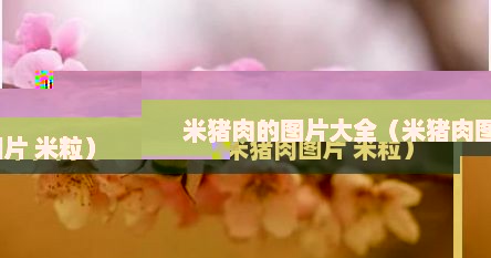 米猪肉的图片大全（米猪肉图片 米粒）