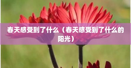 春天感受到了什么（春天感受到了什么的阳光）