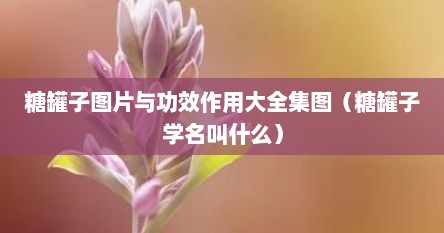 糖罐子图片与功效作用大全集图（糖罐子学名叫什么）