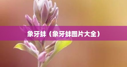 象牙蚌（象牙蚌图片大全）