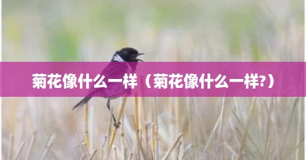 菊花像什么一样（菊花像什么一样?）