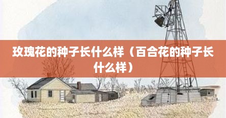玫瑰花的种子长什么样（百合花的种子长什么样）
