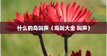 什么的鸟叫声（鸟叫大全 叫声）