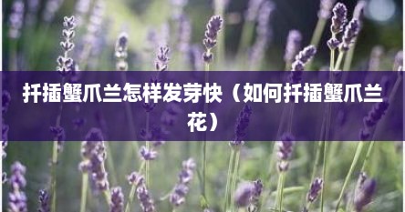 扦插蟹爪兰怎么扦插成活率更高（如何扦插蟹爪兰才容易成活）