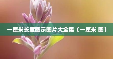 一厘米长度图示图片大全集（一厘米 图）