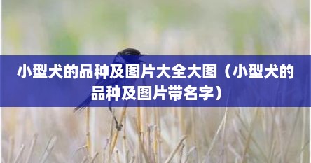 小型犬的品种及图片大全大图（小型犬的品种及图片带名字）