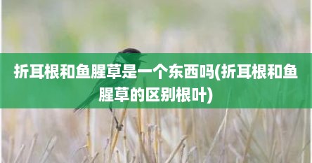 折耳根和鱼腥草是一个东西吗(折耳根和鱼腥草的区别根叶)
