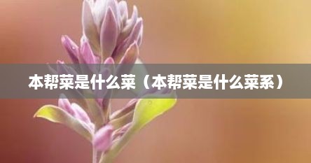 本帮菜是什么菜（本帮菜是什么菜系）