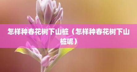 怎样种春花树下山桩（怎样种春花树下山桩呢）
