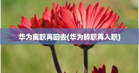 华为离职再回去(华为辞职再入职)