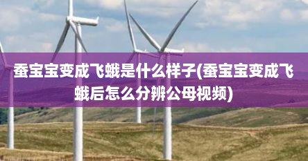蚕宝宝变成飞蛾是什么样子(蚕宝宝变成飞蛾后怎么分辨公母视频)