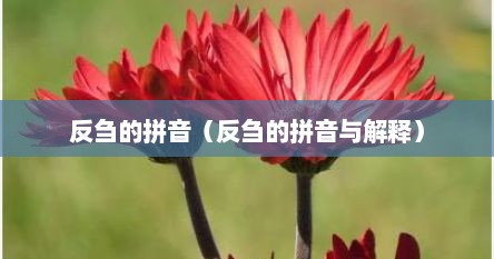 反刍的拼音（反刍的拼音与解释）