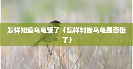 怎样知道乌龟饿了（怎样判断乌龟是否饿了）